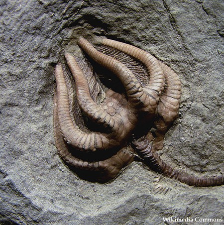 crinoid213_59_20121220 - 바다나리(Crinoid, Crinoidea) 화석.jpg 에일리언 화석 발견? 떠들썩